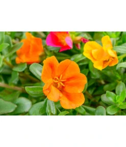 Portulakröschen, Ampel 6 Portulakröschen, Ampel -Gartenbedarf Verkäufe 2024 8606147 WW DE 001 PortulacRoeschenAmpel