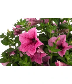 Hängepetunie, Ampel, Verschiedene Farben -Gartenbedarf Verkäufe 2024 8606840 WE DE 003 HAENGEPETUNIEMIXAMPT25