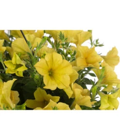 Hängepetunie, Ampel, Verschiedene Farben -Gartenbedarf Verkäufe 2024 8606840 WE DE 004 HAENGEPETUNIEMIXAMPT25