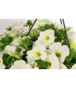 Hängepetunie, Ampel, Verschiedene Farben -Gartenbedarf Verkäufe 2024 8606840 WE DE 005 HAENGEPETUNIEMIXAMPT25