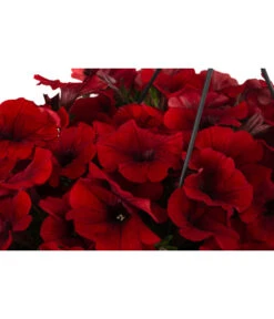 Hängepetunie, Ampel, Verschiedene Farben -Gartenbedarf Verkäufe 2024 8606840 WE DE 006 HAENGEPETUNIEMIXAMPT25