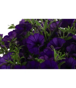 Hängepetunie, Ampel, Verschiedene Farben -Gartenbedarf Verkäufe 2024 8606840 WE DE 007 HAENGEPETUNIEMIXAMPT25