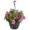 Hängepetunie, Ampel, Verschiedene Farben -Gartenbedarf Verkäufe 2024 8606840 WE FS 003 HAENGEPETUNIEMIXAMPT25