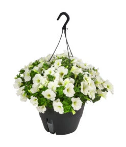 Hängepetunie, Ampel, Verschiedene Farben -Gartenbedarf Verkäufe 2024 8606840 WE FS 005 HAENGEPETUNIEMIXAMPT25