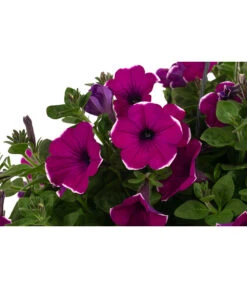 Hängepetunie 'Burgundy Picotee', Ampel -Gartenbedarf Verkäufe 2024 8606923 WE DE 001 HaengepetunieBurgundyPicoteeT27