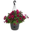 Hängepetunie 'Burgundy Picotee', Ampel -Gartenbedarf Verkäufe 2024 8606923 WE FS 001 HaengepetunieBurgundyPicoteeT27