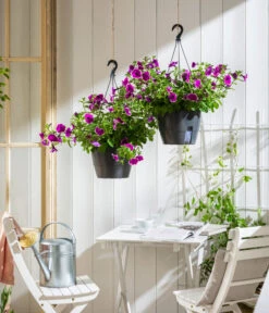 Hängepetunie 'Burgundy Picotee', Ampel -Gartenbedarf Verkäufe 2024 8606923 WE MO 001 HaengepetuniePicoteeAmpel