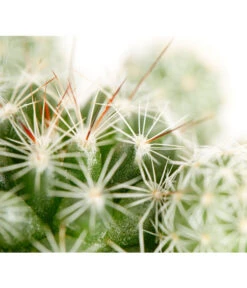 Warzenkaktus - Mammillaria Gracilis -Gartenbedarf Verkäufe 2024 8607954 PR DE 001 MammilariaGracilisT6DehnerExpressZS