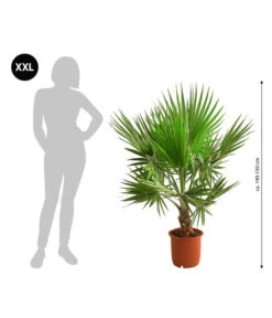 XXL Fächerpalme -Gartenbedarf Verkäufe 2024 8608036 WE BG 001 XXL Faecherpalme140150cm
