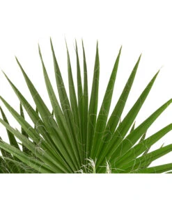 XXL Fächerpalme -Gartenbedarf Verkäufe 2024 8608036 WE DE 004 WashingtoniaRobustaT30MexikanischeFaecherpalme