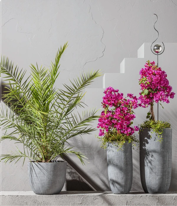 Drillingsblume, Stämmchen – Bild 2