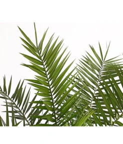 XXL Kanarische Dattelpalme, Ca. 140-160 Cm -Gartenbedarf Verkäufe 2024 8608721 PR DE 001 PhoenixCanariensisT28DehnerExpressHerzig