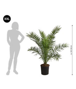 XXL Kanarische Dattelpalme, Ca. 140-160 Cm -Gartenbedarf Verkäufe 2024 8608721 WE BG 001 XXLKanarischeDattelpalme140160cm