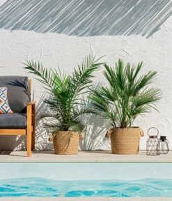 XXL Kanarische Dattelpalme, Ca. 140-160 Cm -Gartenbedarf Verkäufe 2024 8608721 WE MO 002 ZwergpalmeChamaeropsHumilisKanarischeDattelpalmePhoenixCanariensisUweSauer