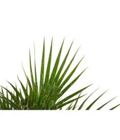 Fächerpalme, Mehrstämmig 5 Fächerpalme, Mehrstämmig -Gartenbedarf Verkäufe 2024 8608903 WE DE 001 FaecherpalmeWashingtoniaRobustaGruppenT17