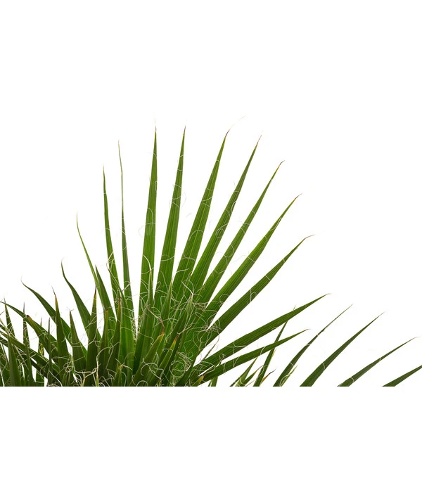 Fächerpalme, Mehrstämmig 4 Fächerpalme, Mehrstämmig – Bild 2