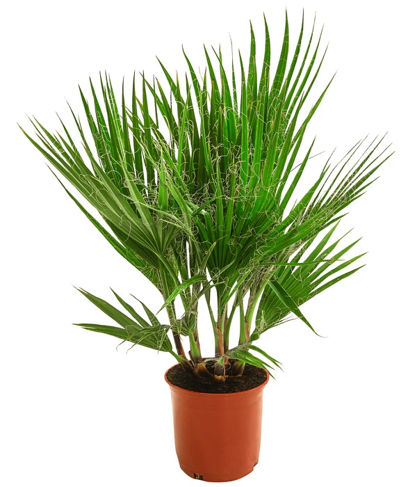 Fächerpalme, Mehrstämmig 3 Fächerpalme, Mehrstämmig