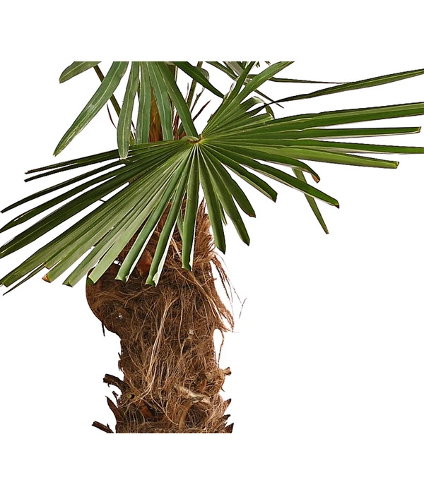 XXL Hanfpalme, Ca. 180-210 Cm 6 XXL Hanfpalme, Ca. 180-210 Cm – Bild 4