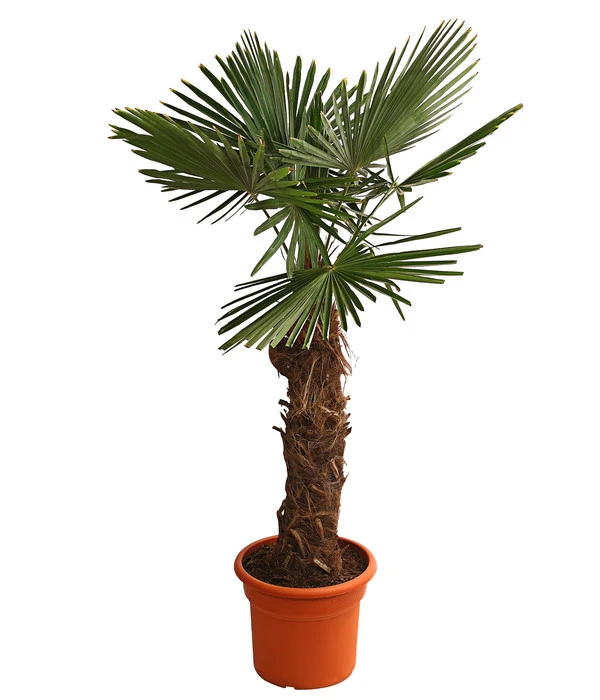 XXL Hanfpalme, Ca. 180-210 Cm 3 XXL Hanfpalme, Ca. 180-210 Cm