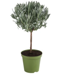 Dehner Gourmet Garten Lavendel, Hochstamm