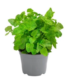 Dehner Gourmet Garten Zitronenmelisse