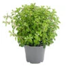 Dehner Gourmet Garten Oregano 1 Dehner Gourmet Garten Oregano -Gartenbedarf Verkäufe 2024 8610123 WE FS 001 GourmetGartenOreganumT14