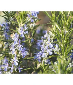 Bio Rosmarin -Gartenbedarf Verkäufe 2024 8610206 WE DE 001 RosmarinBluete
