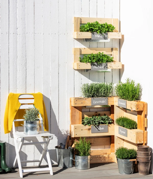 Bio Thymian 4 Bio Thymian – Bild 2