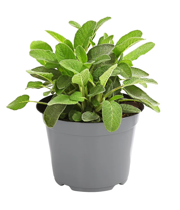 Dehner Gourmet Garten Salbei 3 Dehner Gourmet Garten Salbei