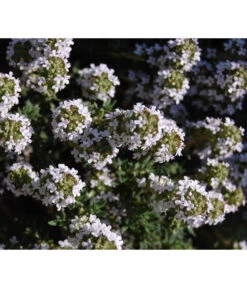 Bio Thymian 9 Bio Thymian -Gartenbedarf Verkäufe 2024 8610339 WE DE 001 ThymianBluete