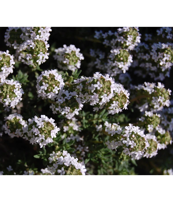 Bio Thymian 6 Bio Thymian – Bild 4