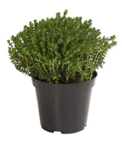 Bio Thymian