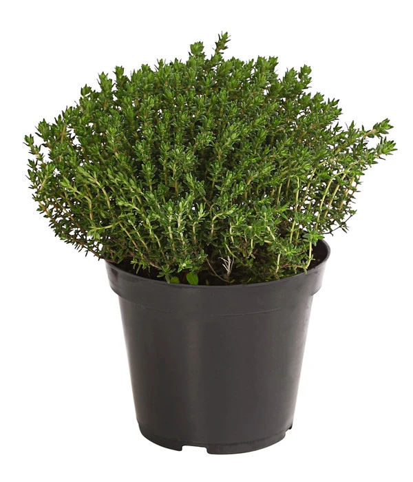 Bio Thymian 3 Bio Thymian