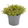 Dehner Gourmet Garten Zitronen-Thymian 2 Dehner Gourmet Garten Zitronen-Thymian -Gartenbedarf Verkäufe 2024 8610354 WE FS 001 GourmetGartenZitronenthymianT14