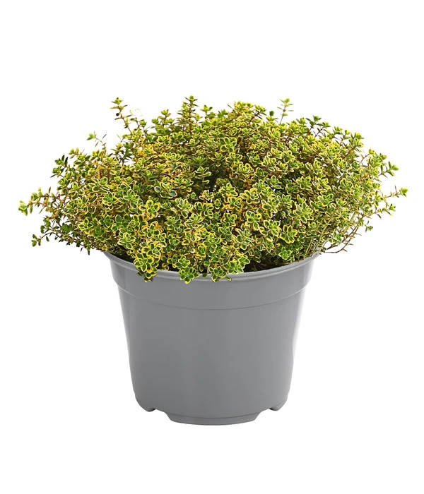 Dehner Gourmet Garten Zitronen-Thymian 3 Dehner Gourmet Garten Zitronen-Thymian