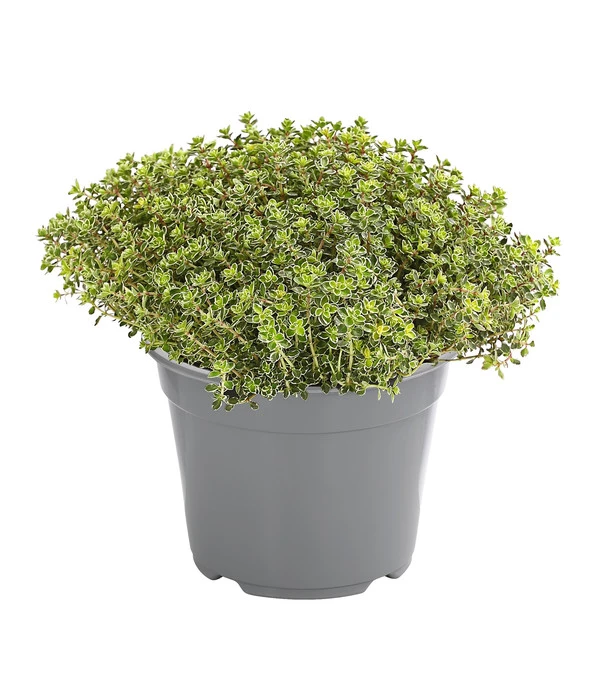 Dehner Gourmet Garten Silberthymian 3 Dehner Gourmet Garten Silberthymian