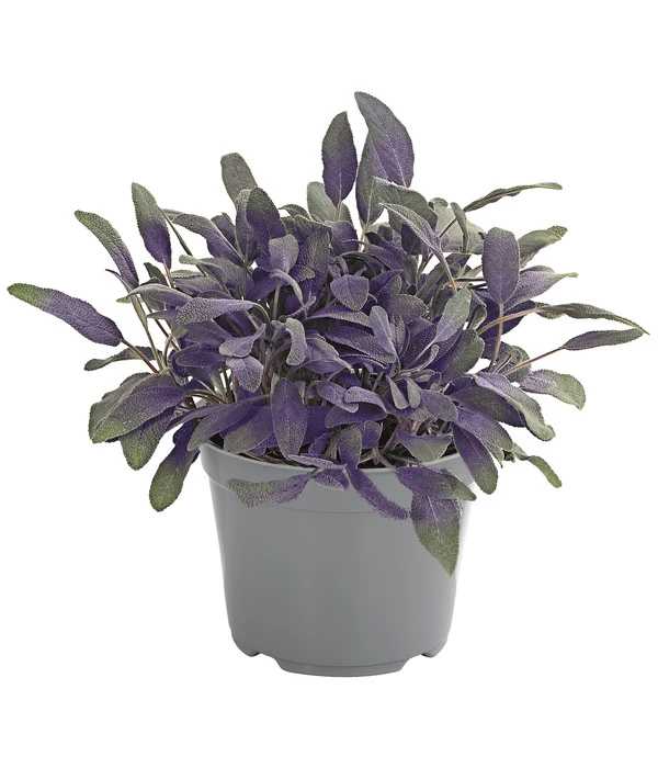 Dehner Gourmet Garten Purpursalbei 3 Dehner Gourmet Garten Purpursalbei