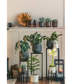 Pfeilblatt - Alocasia Amazonica 'Polly' -Gartenbedarf Verkäufe 2024 8611253 WE MO 001 ZimmertanneAraucariaAmberSuzeT13