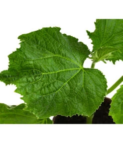 Bio Schlangengurke Im Pottburri®-Topf -Gartenbedarf Verkäufe 2024 8611287 WE DE 001 BioPBSchlangengurke