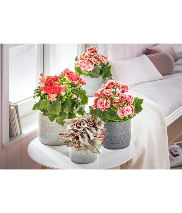 Elatior-Begonie - Begonia Elatior 'Borias®' – Bild 3