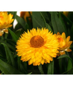 Strohblume, Gelb -Gartenbedarf Verkäufe 2024 8611808 WE DE 001 BracteanthaUniT23Strohblume