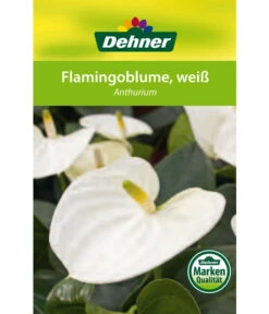 Große Flamingoblume - Anthurium Andreanum, Weiß 10 Große Flamingoblume - Anthurium Andreanum, Weiß -Gartenbedarf Verkäufe 2024 8617557 8202673 8203093 8756223 8284838 Flamingoblume Weiss Etikett 1