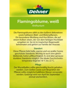 Große Flamingoblume - Anthurium Andreanum, Weiß 11 Große Flamingoblume - Anthurium Andreanum, Weiß -Gartenbedarf Verkäufe 2024 8617557 8202673 8203093 8756223 8284838 Flamingoblume Weiss Etikett 2