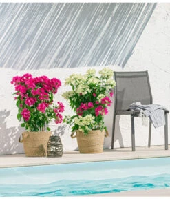 Drillingsblume 'Vera', Spalier -Gartenbedarf Verkäufe 2024 8618258 PR MO 001 BougainvilleT19Twin