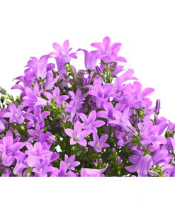 Polster-Glockenblume 'Ocean', 6er Schale -Gartenbedarf Verkäufe 2024 8618407 WE DE 001 GlockenblumeCampanulaBlau