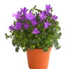 Glockenblume - Campanula Portenschlagiana 'Get Mee®' 1 Glockenblume - Campanula Portenschlagiana 'Get Mee®' -Gartenbedarf Verkäufe 2024 8618530 WE FS 001 GlockenblumeCampanulaGetMeeBlauT5DehnerExpressHerzig