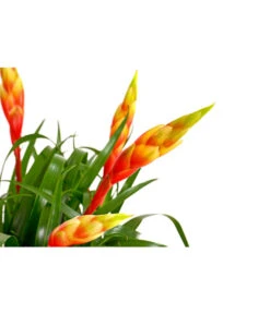 Vriesea - Bromelia Cultivars 'Shannon' -Gartenbedarf Verkäufe 2024 8620635 PR DE 001 VriseaMultiflowerShannonT12DehnerExpressHerzig