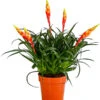 Vriesea - Bromelia Cultivars 'Shannon' -Gartenbedarf Verkäufe 2024 8620635 PR FS 001 VriseaMultiflowerShannonT12DehnerExpressHerzig