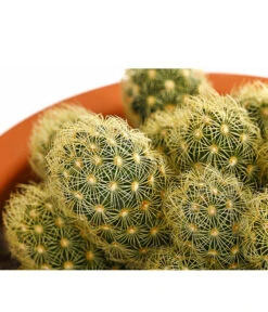 Warzenkaktus - Mammillaria Elongata 'Lemon', Im Tontopf -Gartenbedarf Verkäufe 2024 8627176 PR DE 001 MammilariaElonVarLemoT15DehnerExpressHerzig