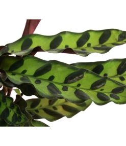 Korbmarante - Calathea Lancifolia -Gartenbedarf Verkäufe 2024 8627721 WE DE 001 CalatheaInsignisT12